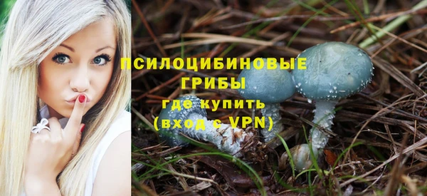 шишки Тайга